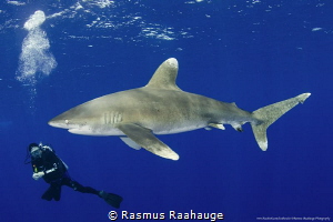 Diver and Oceanic facing it´s blind eye towards me by Rasmus Raahauge 